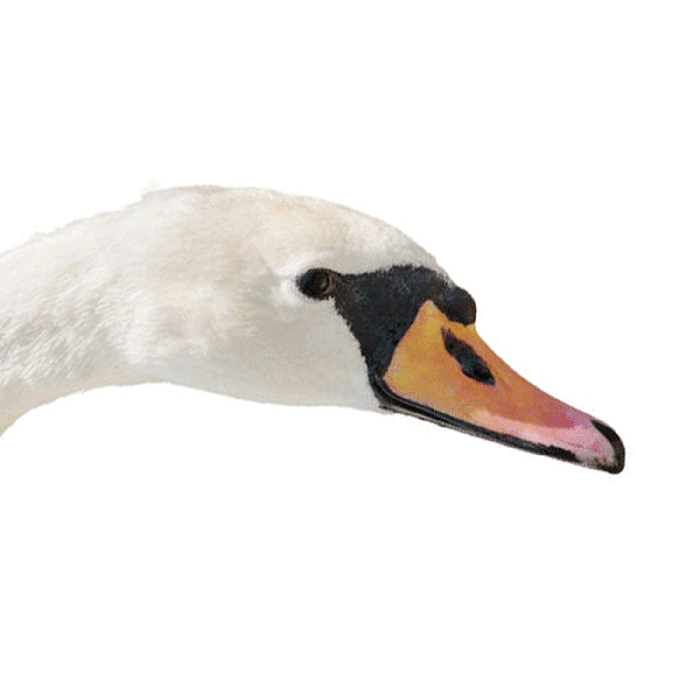 cigno